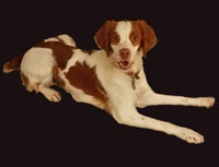 Abbey relaxing at home