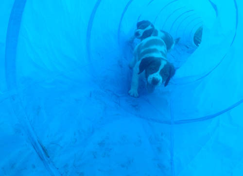 Renegade Brittanys in tunnel