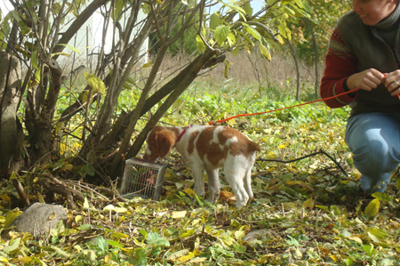 A Renegade Brittany puppy on a bird