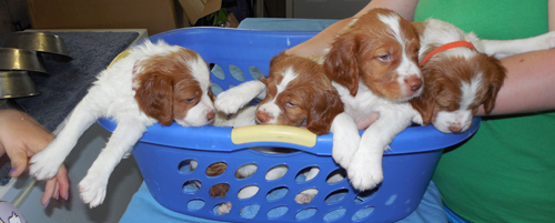 Renegade Brittany puppies in a basket
