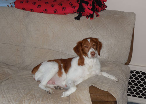 Renegade Brittany Legendary Lilly due any time