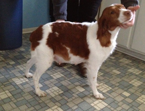 Renegade Brittany Legendary Lilly due any time