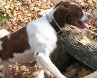 Rascal in the woodpile