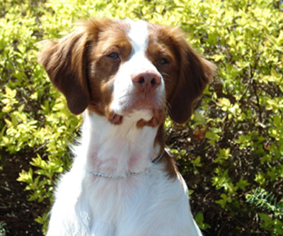 headshot of Ch. Renegade's Remington
